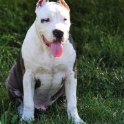 CHAMP POKEROWY ŻYWOT of Top Power 3