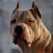 CHAMP POKEROWY ŻYWOT of Top Power 4