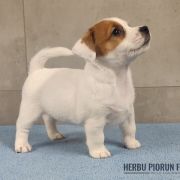 CHANEL Herbu Piorun (FCI)
