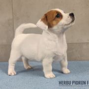 CHANEL Herbu Piorun (FCI)