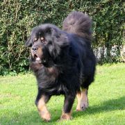 CHAP ROYAL MAHA RATHA 3