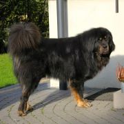 CHAP ROYAL MAHA RATHA 4