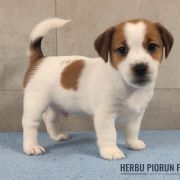 CHARLY Herbu Piorun (FCI)