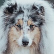 CHARM BLUE BRIGHT SENSATION MONSOLANA 