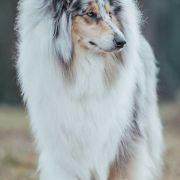 CHARM BLUE BRIGHT SENSATION MONSOLANA 2