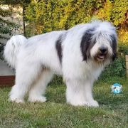 CHARMING BUCUR Collis Amores 