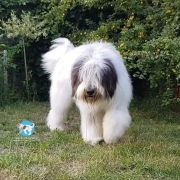 CHARMING BUCUR Collis Amores 