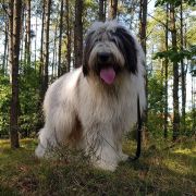 CHARMING BUCUR Collis Amores 