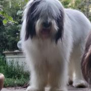 CHARMING BUCUR Collis Amores 