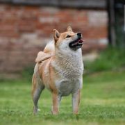 Charming Smile Aleksandriya 