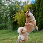 Charming Smile Aleksandriya 