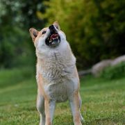 Charming Smile Aleksandriya 