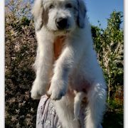 CHARMING SORIN Collis Amores 2