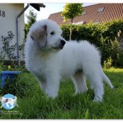 CHARMING SORIN Collis Amores 3