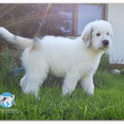 CHARMING SORIN Collis Amores 4