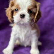 Charmsford KHASI BLUSHWORT