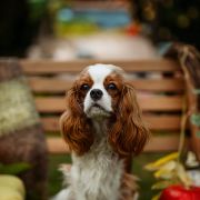 Charmsford KHASI BLUSHWORT