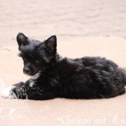 Cheiron in Terra Civis 