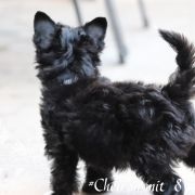 Cheiron in Terra Civis 