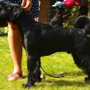 Cherni Strazhnik Factor-X For ElfaraPoland