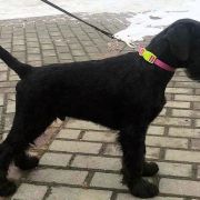 Cherni Strazhnik Factor-X For ElfaraPoland 2