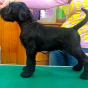 Cherni Strazhnik Factor-X For ElfaraPoland 3