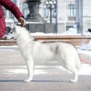 Cherry Pie Of Siberian Country