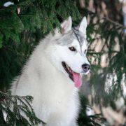 Cherry Pie Of Siberian Country 2