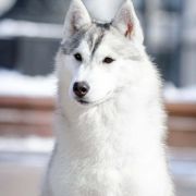 Cherry Pie Of Siberian Country 3