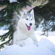 Cherry Pie Of Siberian Country 4