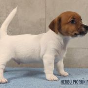 CHESTER Herbu Piorun (FCI)