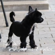 Chiyoko in Terra Civis 