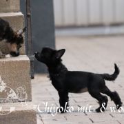 Chiyoko in Terra Civis 