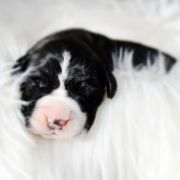 QUI-GON Athel Loren 2