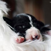 QUI-GON Athel Loren 3