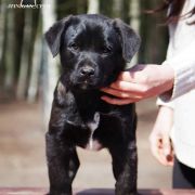 Finigan Cur-Nil Adamastor