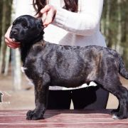 Finigan Cur-Nil Adamastor