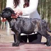 Finigan Cur-Nil Adamastor