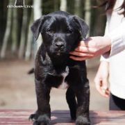 Finigan Cur-Nil Adamastor