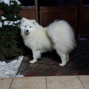 CHOSAGO FCI DAFFI OF FUJI 