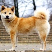 CHOSHI JOSEI TENNO Subarashii (FCI)