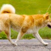 CHOSHI JOSEI TENNO Subarashii (FCI) 2