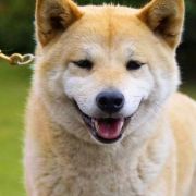 CHOSHI JOSEI TENNO Subarashii (FCI) 3