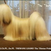 C.I.B, Multi.Ch TSEWANG LHAMO The Tibetan Pride (FCI)