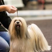 C.I.B, Multi.Ch TSEWANG LHAMO The Tibetan Pride (FCI)