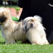 C.I.B, Multi.Ch TSEWANG LHAMO The Tibetan Pride (FCI)