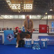 CIB-V, IRLANDE du Bois Cerisier