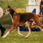 CIB-V, IRLANDE du Bois Cerisier