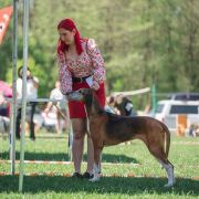 CIB-V, IRLANDE du Bois Cerisier