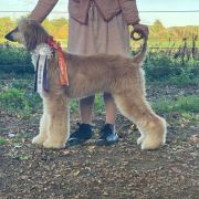 CIRI VON CINTRA Masz Ci Kwiat